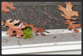 Gutter Repair Services Newcastle Gutter Repair Services